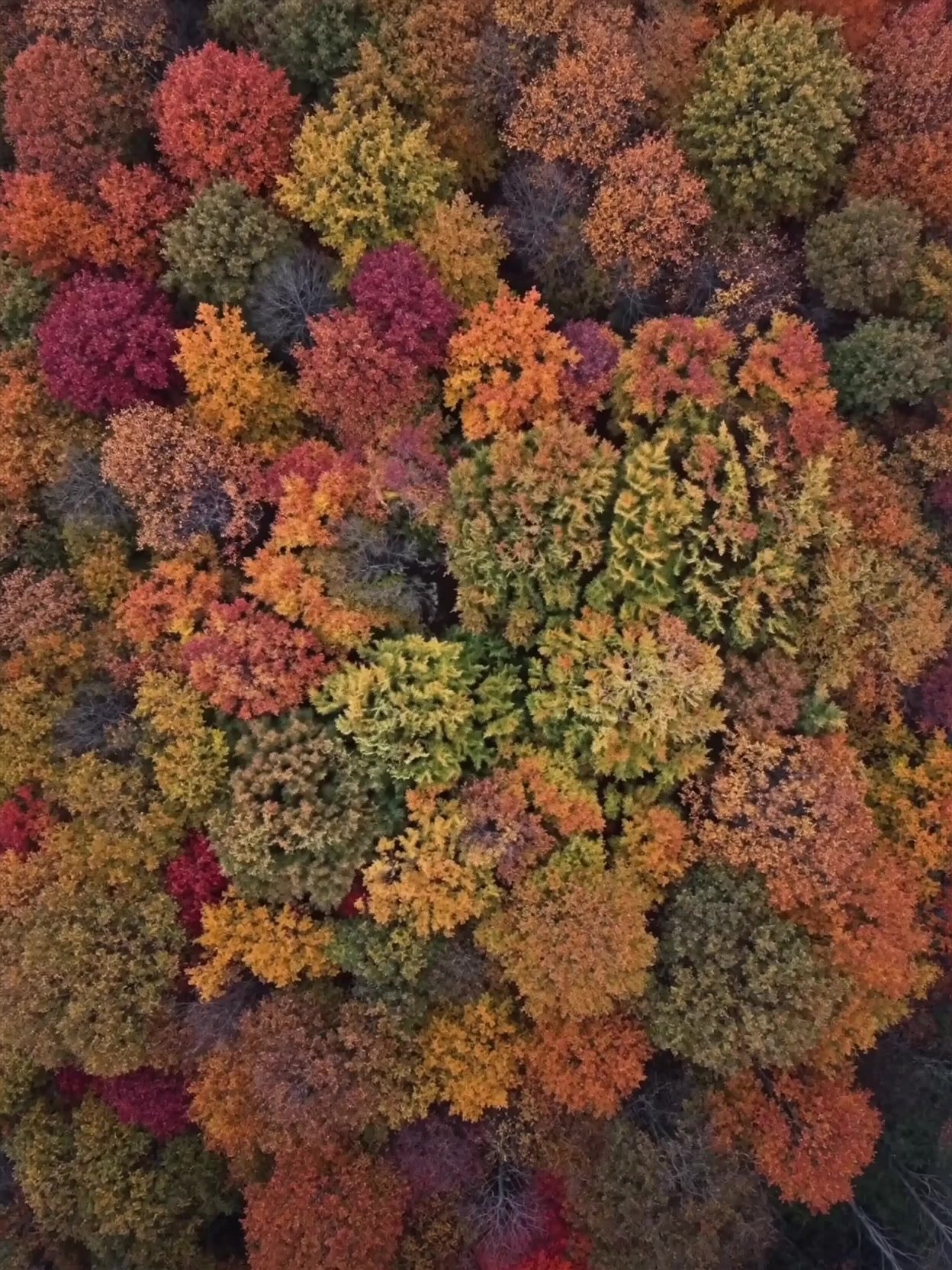 Looking down on an autumn forest canopy from above